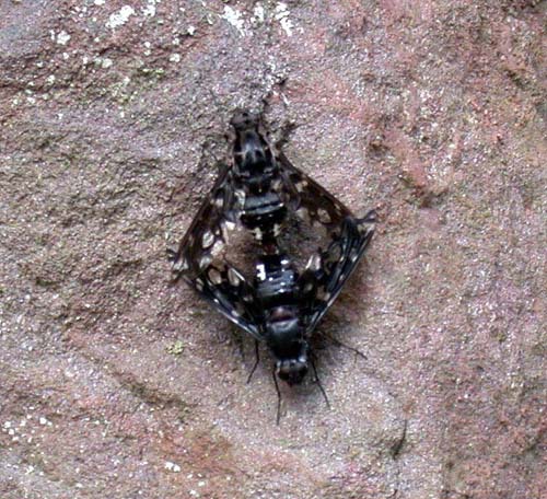 flies