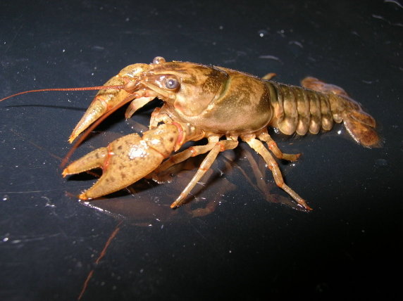 Opropinquis1