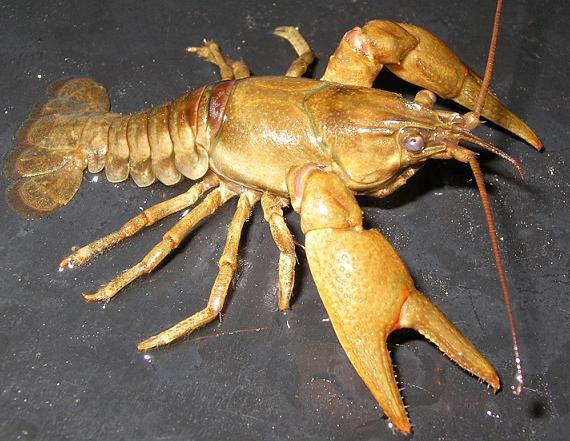 Opropinquis2