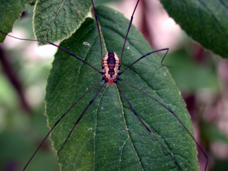 Longlegs