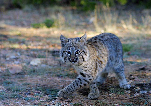 1135327.Bobcat