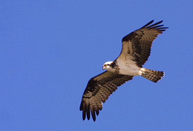 1135388.Osprey