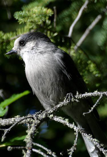 3951169.Grayjay