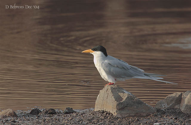 CommonTern