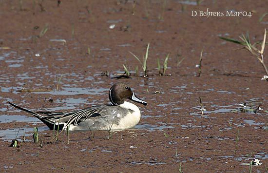 NorthernPintail