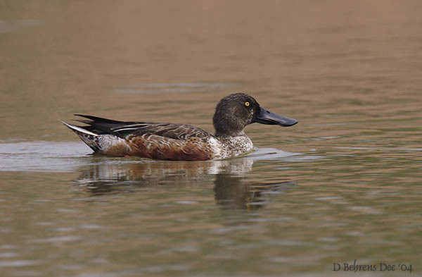 NorthernShoveler