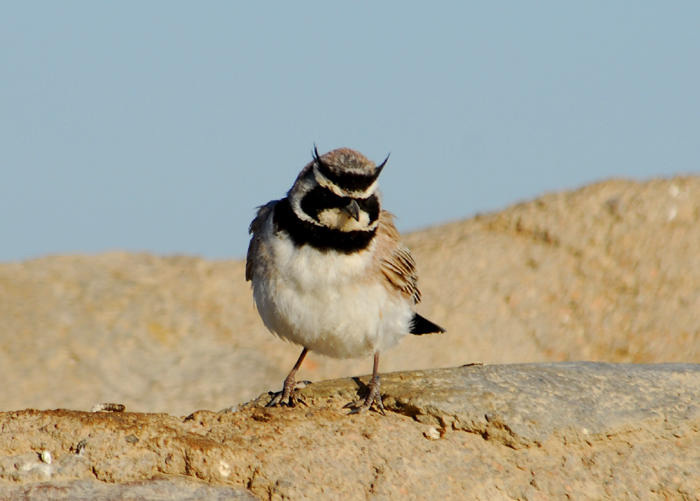 Ealpestris2