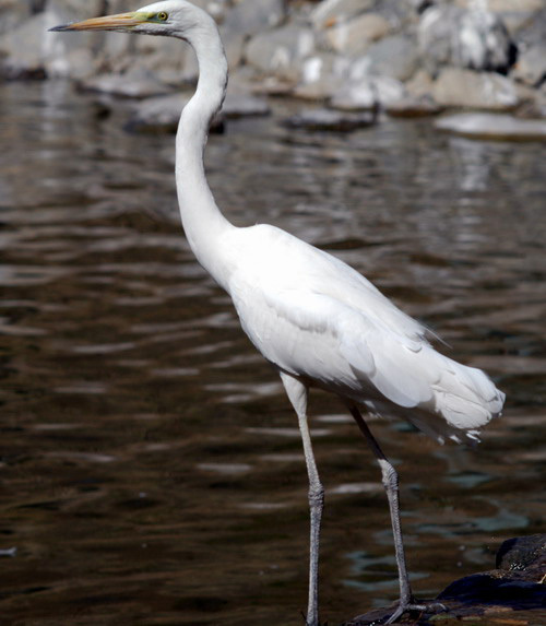 ardeaalba