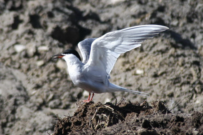 commontern1