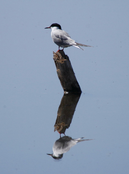 commontern2