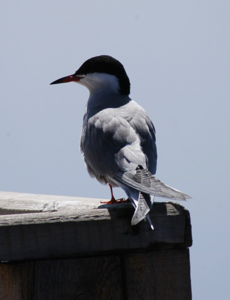 commontern3