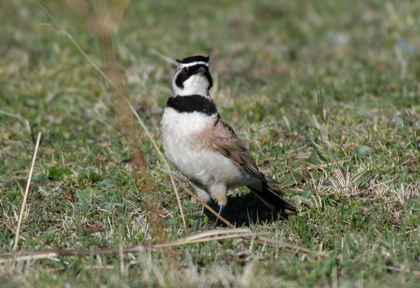hornedlark