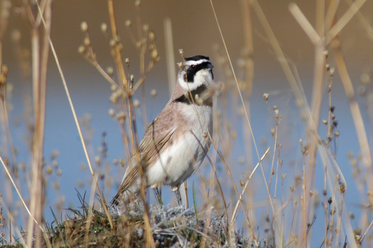 hornedlark2