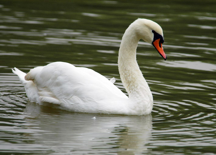 muteswan_shanghai