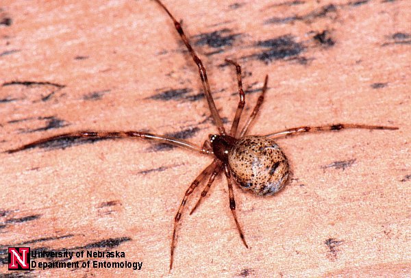 achaeraranea