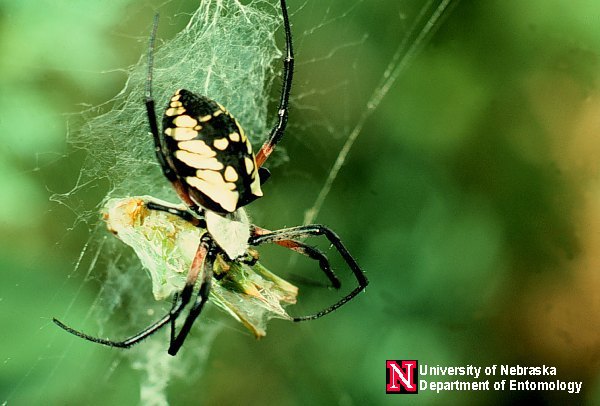 argiope_aur1