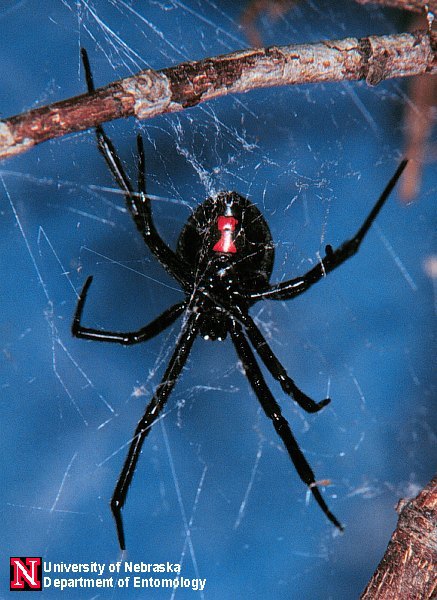blkwidow1
