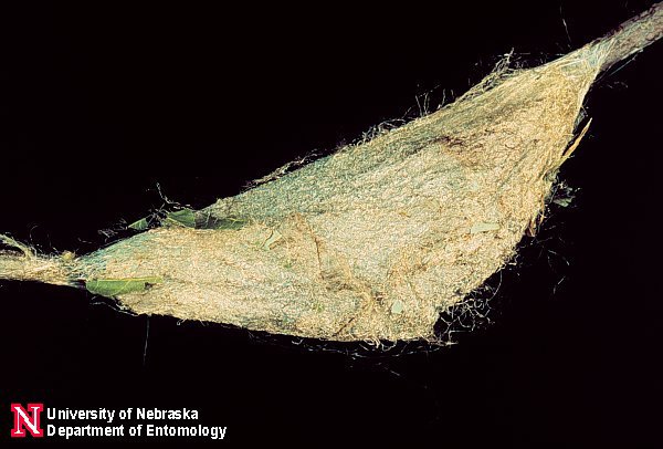 cecrop_cocoon2
