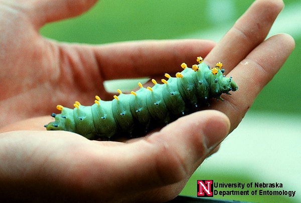 cecrop_larva2