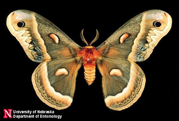 cecropmoth1