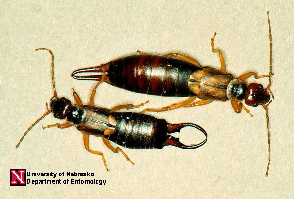 euro_earwigs