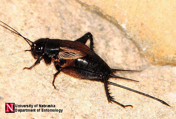 fldcricket_female
