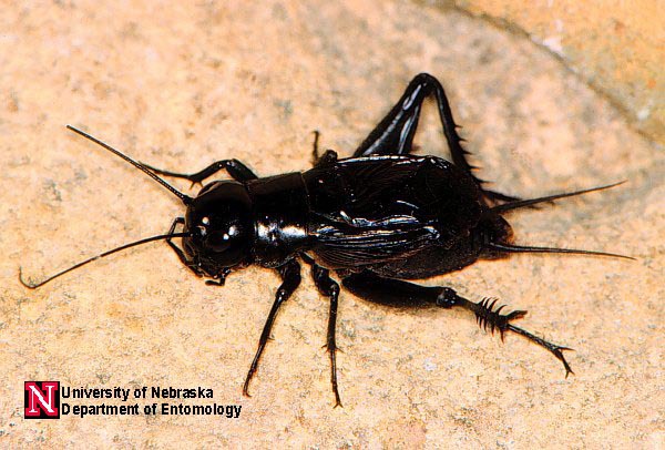 fldcricket_male