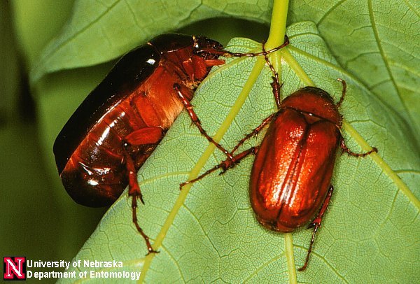 maybeetles