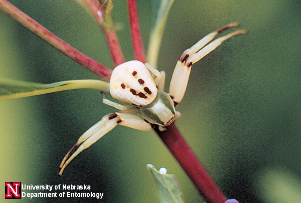 misumenoides_form