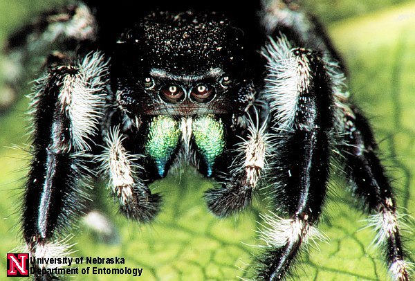 phidippus_aud2