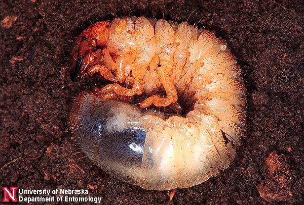 phyllgrub