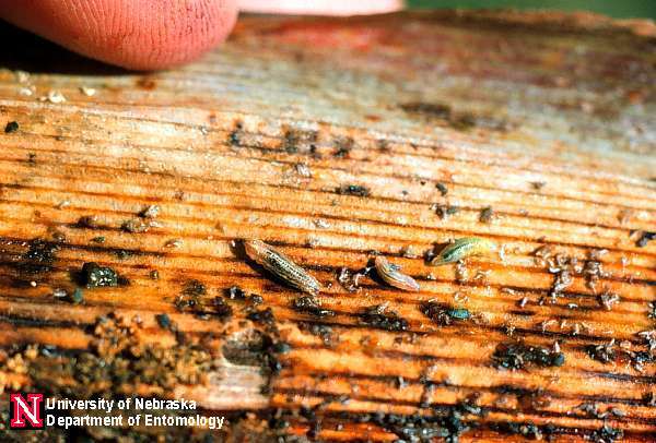 syrphidlarv1