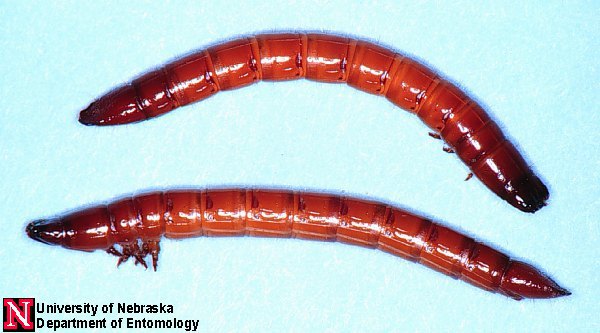 wireworms2