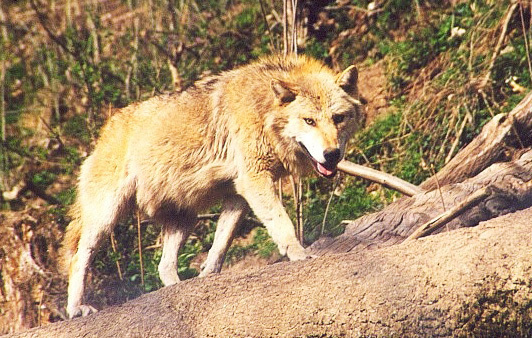 europwolfhellbrunn