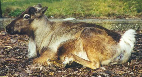 rentierkalb