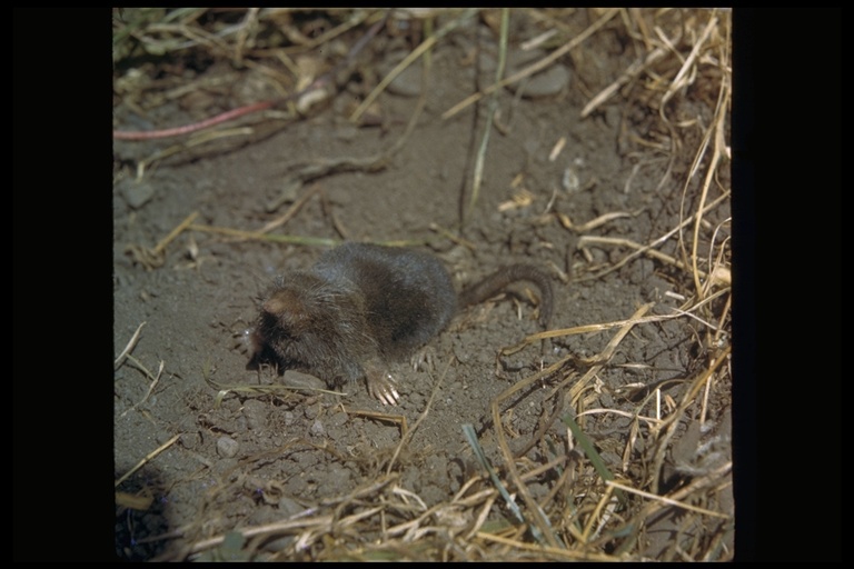 neurotrichus