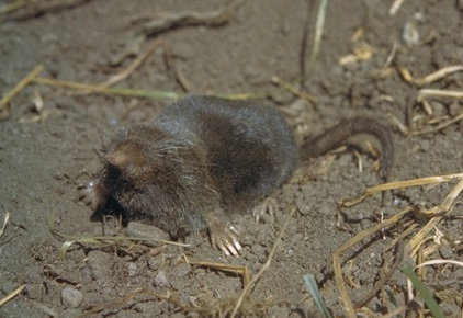neurotrichus1