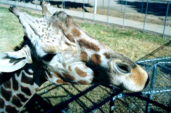 Giraffa_camelopardalis6