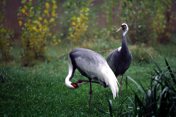 Grus_vipio2