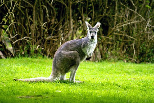 Macropus_giganteus2