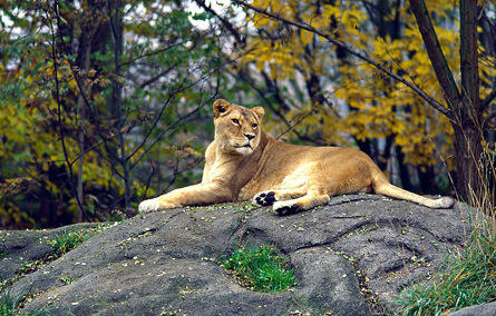 Panthera_leo2