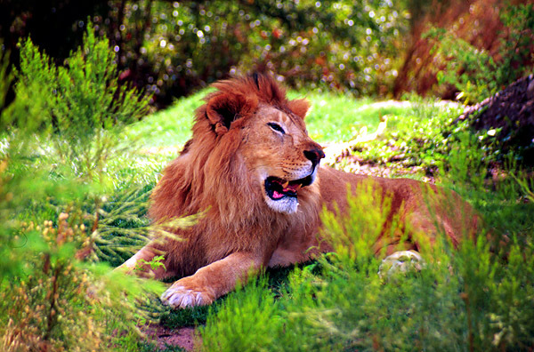 Panthera_leo3