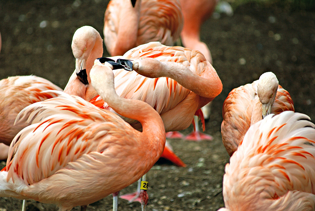 Phoenicopterus_ruber
