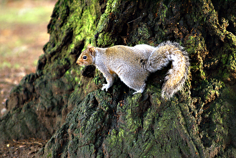 Sciurus_carolinensis2