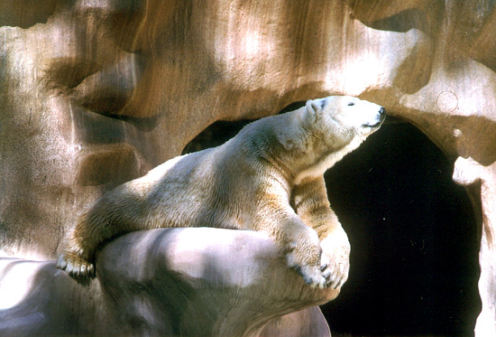 Ursus_maritimus