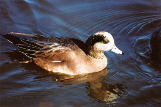americanwidgeon_male