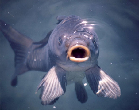 carp