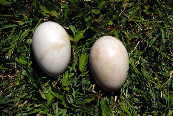 mallardeggs