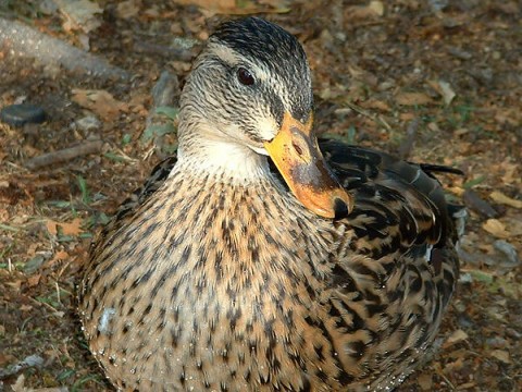 mallardhen