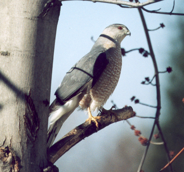 02-03_coopershawk1
